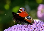 Schmetterling u. co27